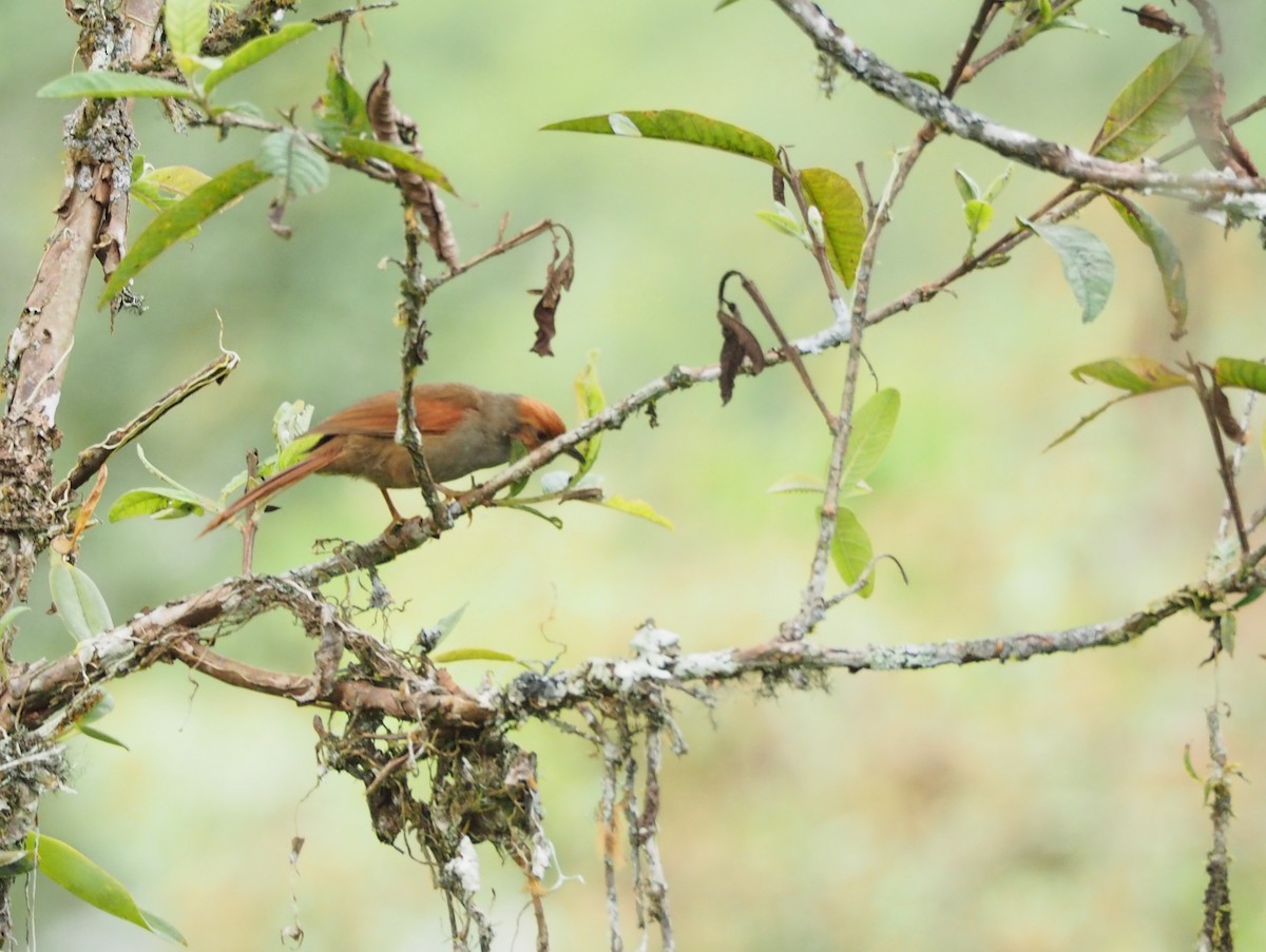 Red-faced Spinetail - ML225286071