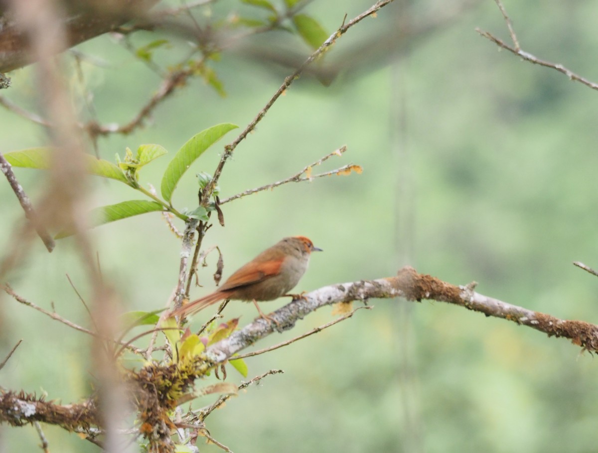 Red-faced Spinetail - ML225286081