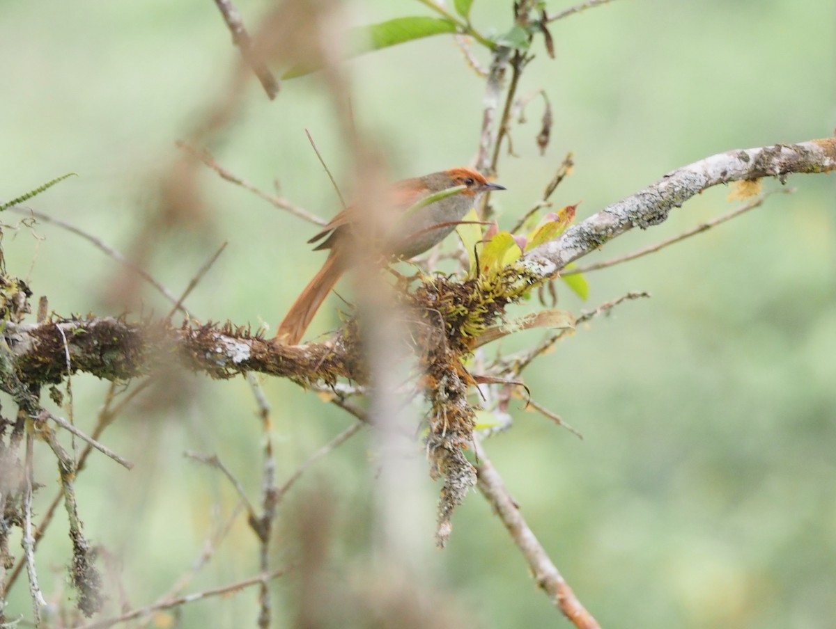 Red-faced Spinetail - Bitty Roy