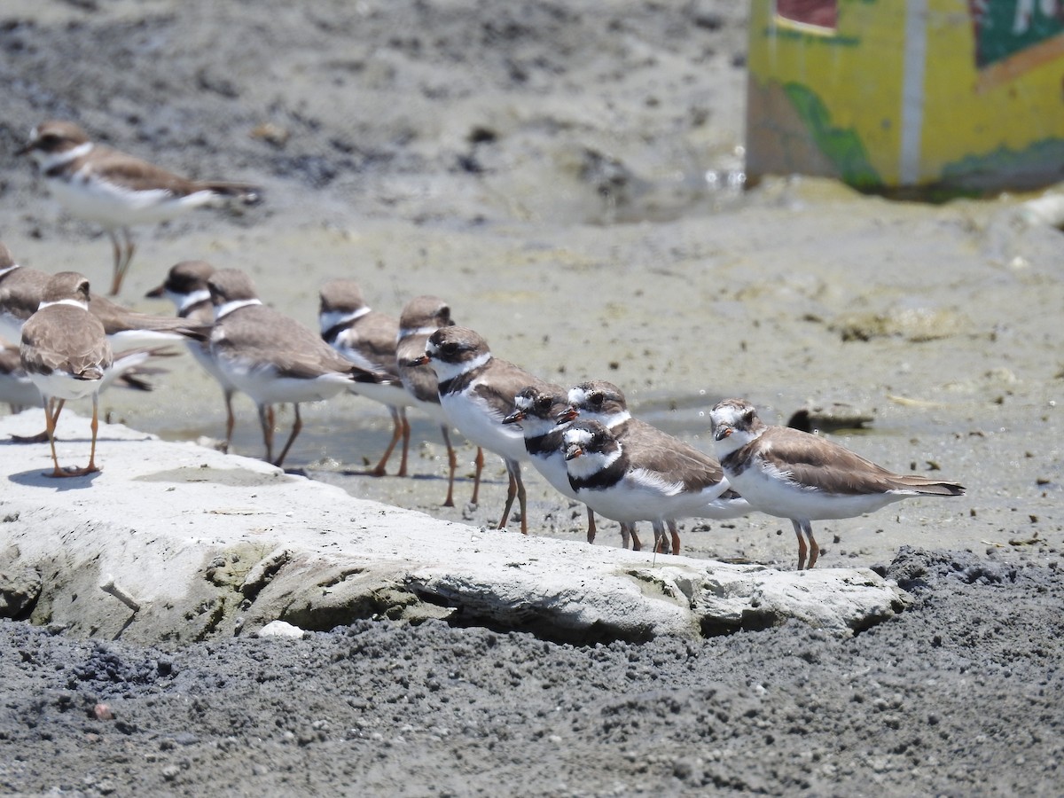 Semipalmated Plover - ML225289511