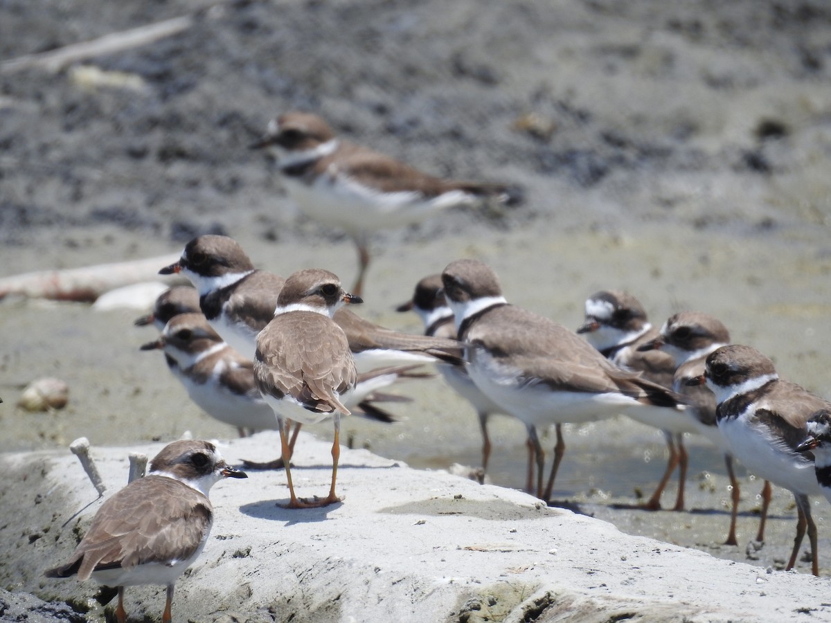 Semipalmated Plover - ML225289581