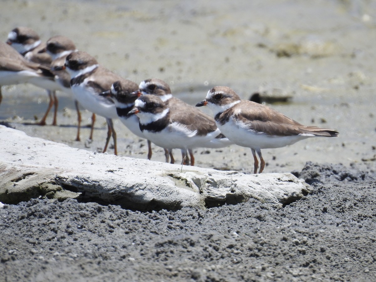 Semipalmated Plover - ML225289681