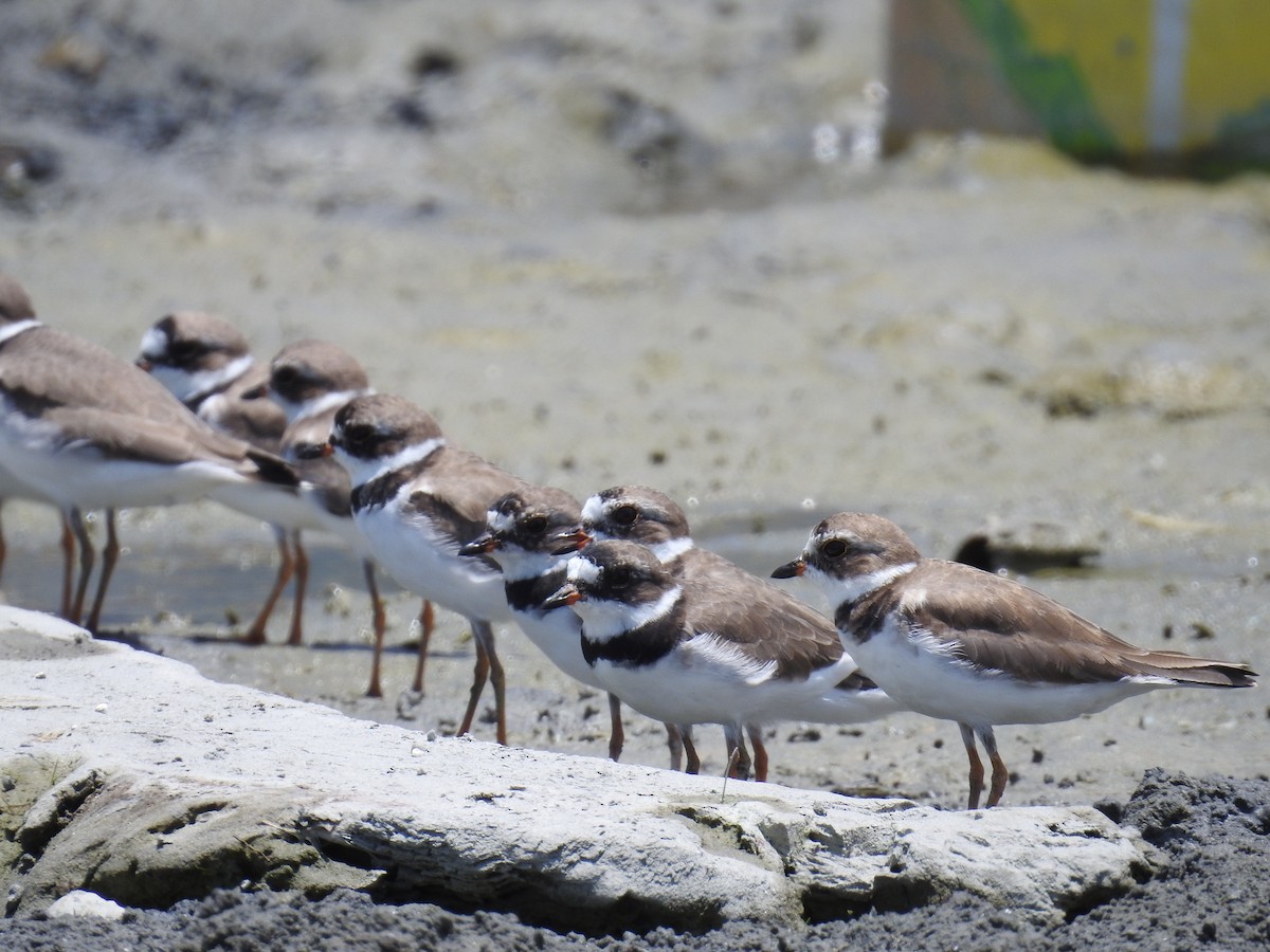 Semipalmated Plover - ML225289751