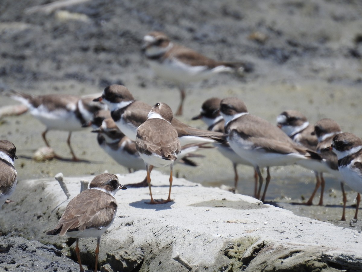 Semipalmated Plover - ML225290071