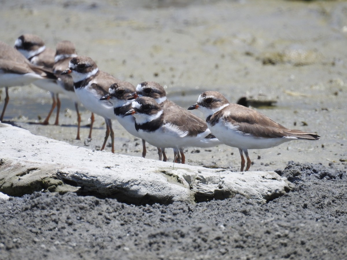 Semipalmated Plover - ML225290221