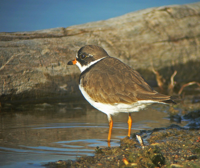 Semipalmated Plover - ML22529051