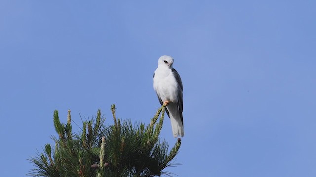 White-tailed Kite - ML225293201