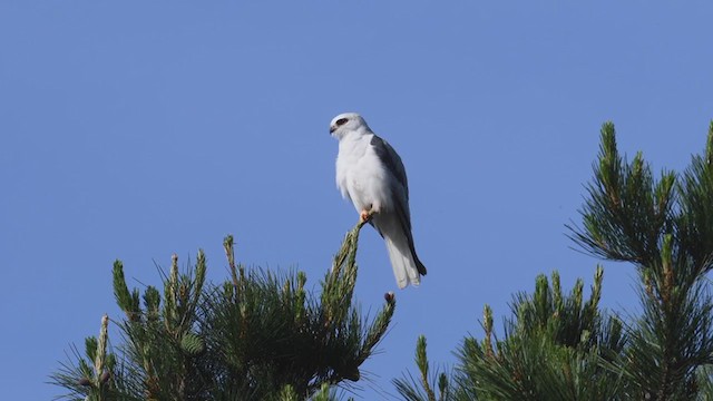 White-tailed Kite - ML225294331