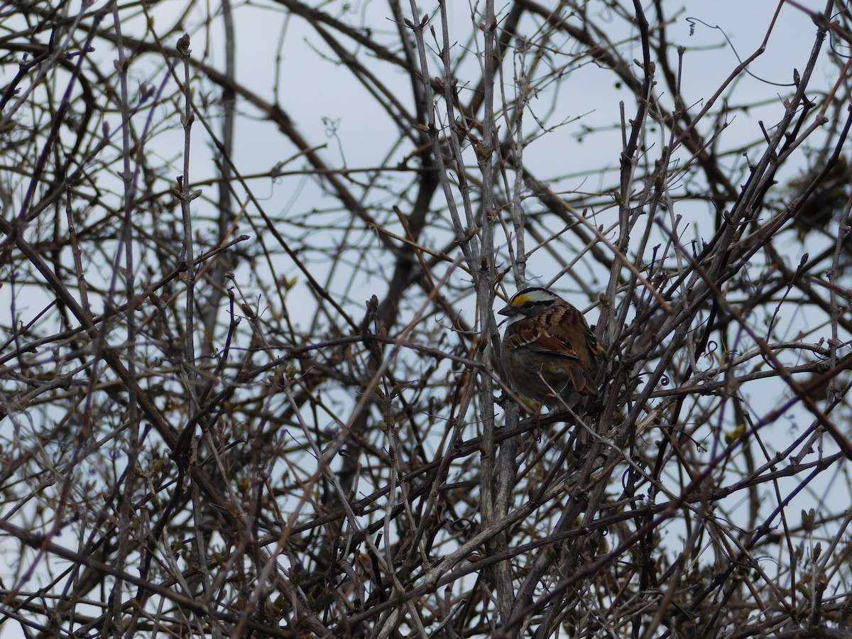 White-throated Sparrow - ML225297921