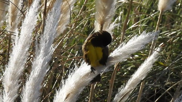 Brown-and-yellow Marshbird - ML225300451