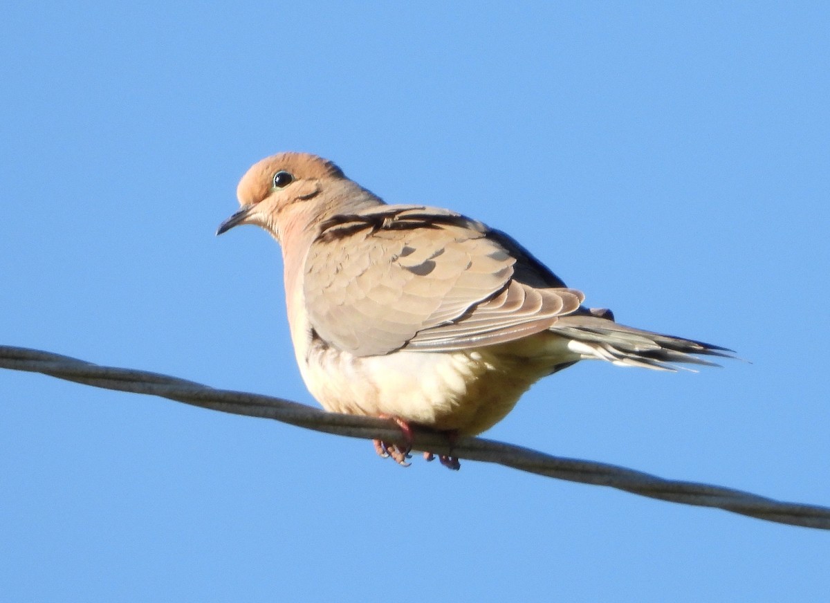 eBird Checklist - 19 Apr 2020 - Voice of America Game Land - 25 species