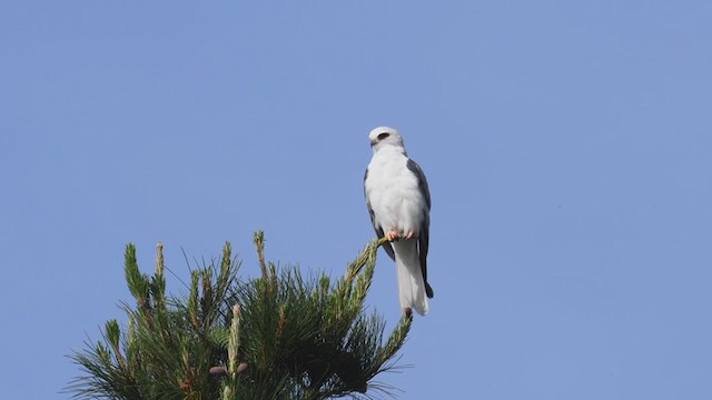 White-tailed Kite - ML225304951