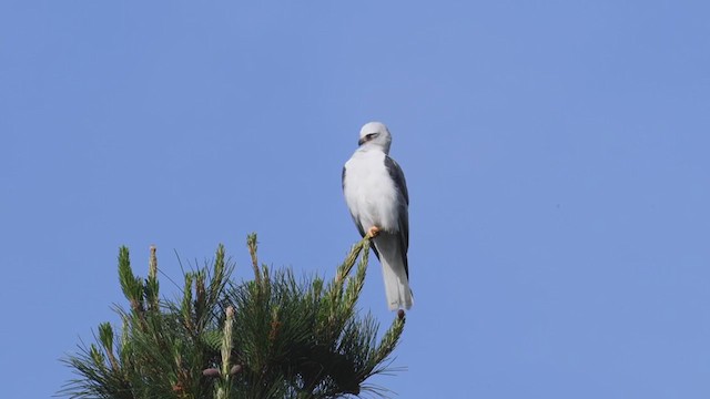 White-tailed Kite - ML225305011