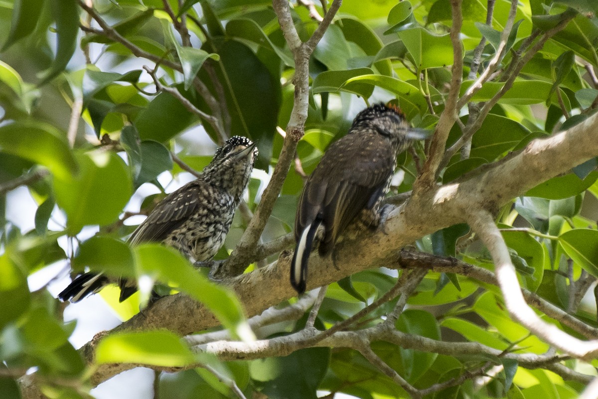 White-wedged Piculet - ML225306951