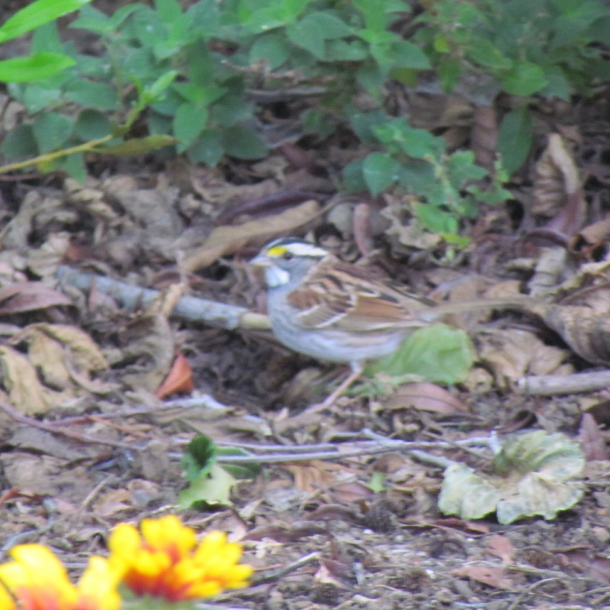 White-throated Sparrow - ML225310061