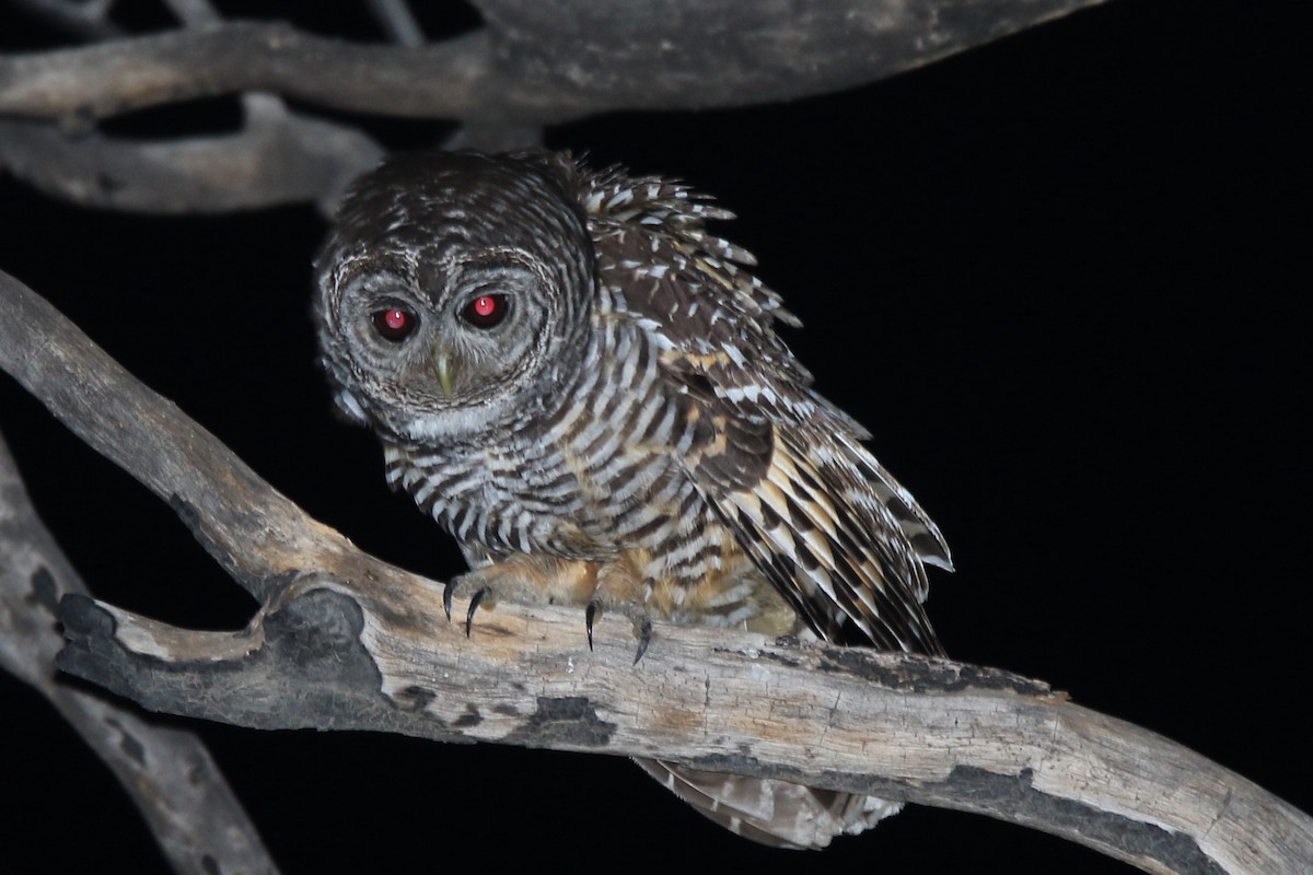 Chaco Owl - ML22531651