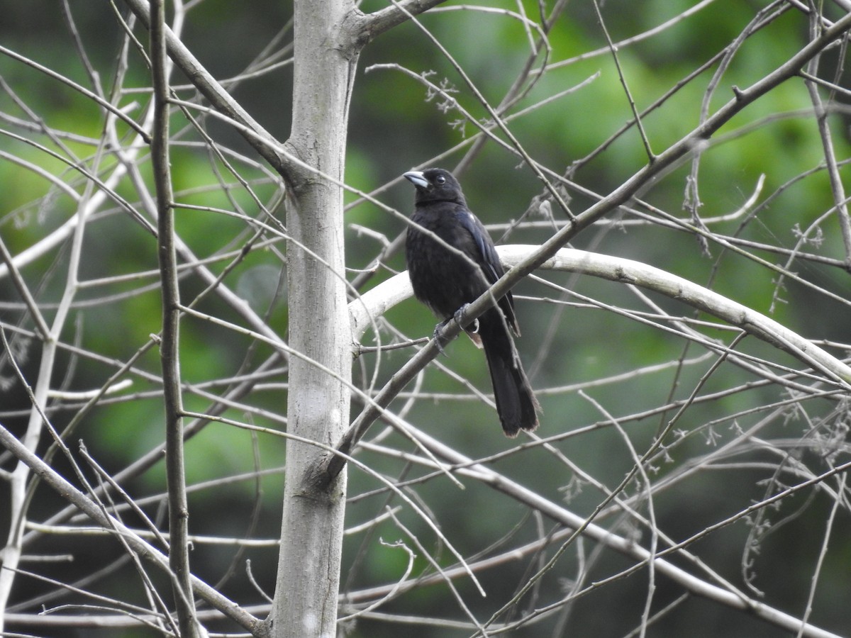 White-lined Tanager - ML225317871
