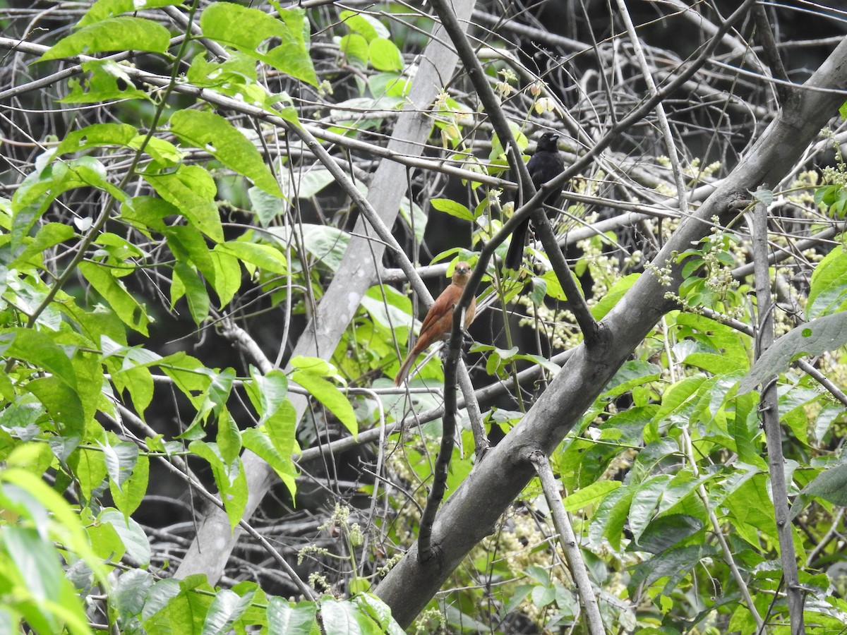 White-lined Tanager - ML225318451