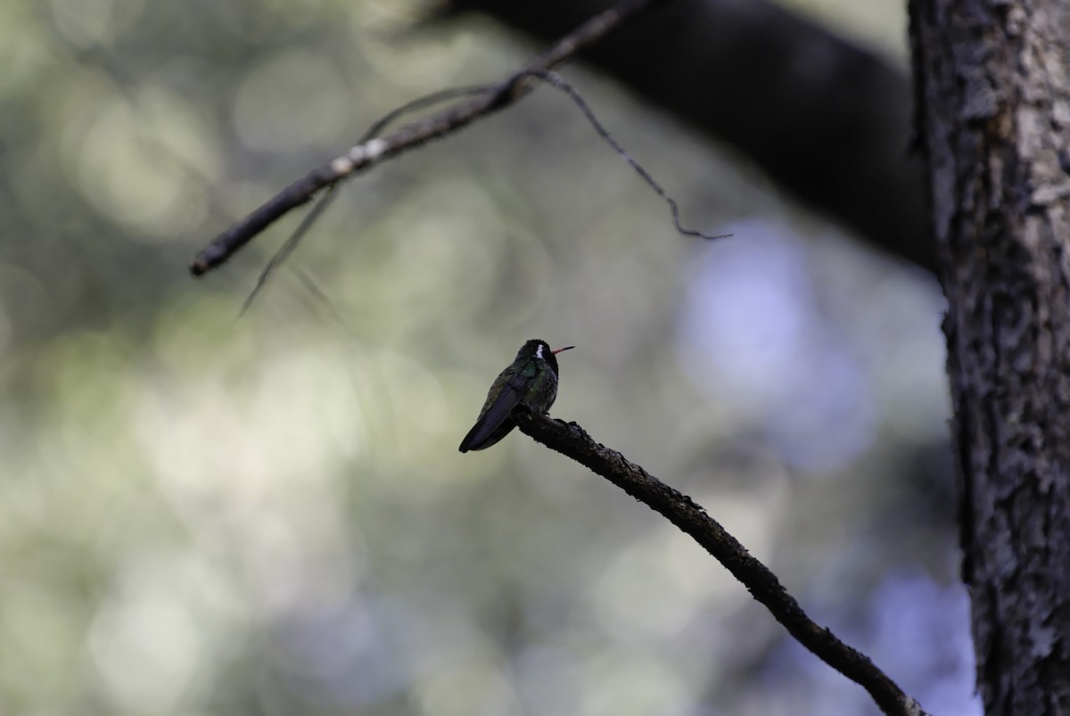 White-eared Hummingbird - Rudolf Koes