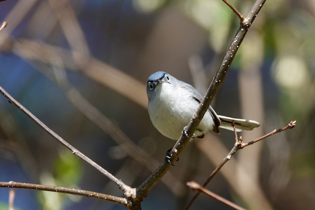 Monticello Park Birds - Blue-gray Gnatcatcher