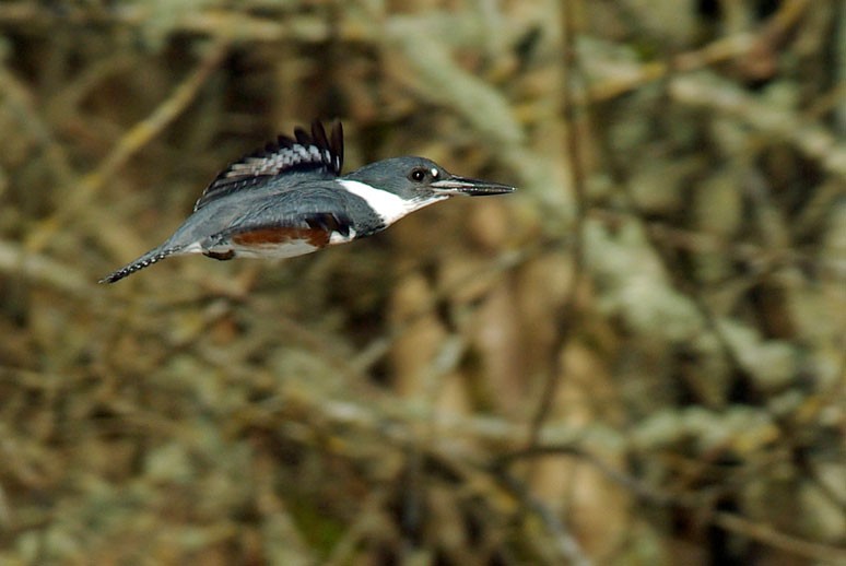 Belted Kingfisher - ML225323611