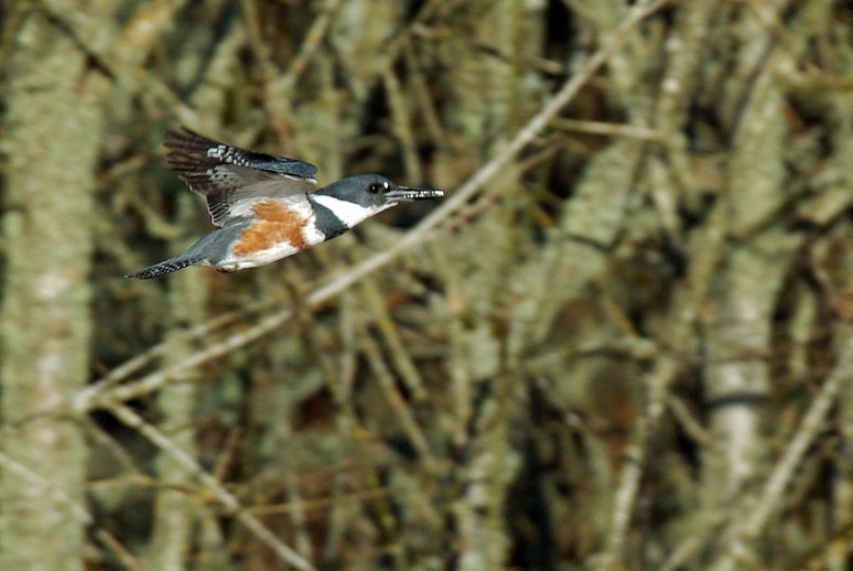 Belted Kingfisher - ML225323621