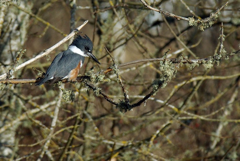 Belted Kingfisher - ML225323631