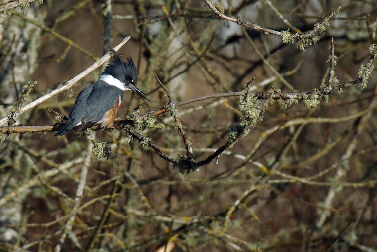 Belted Kingfisher - ML225323651