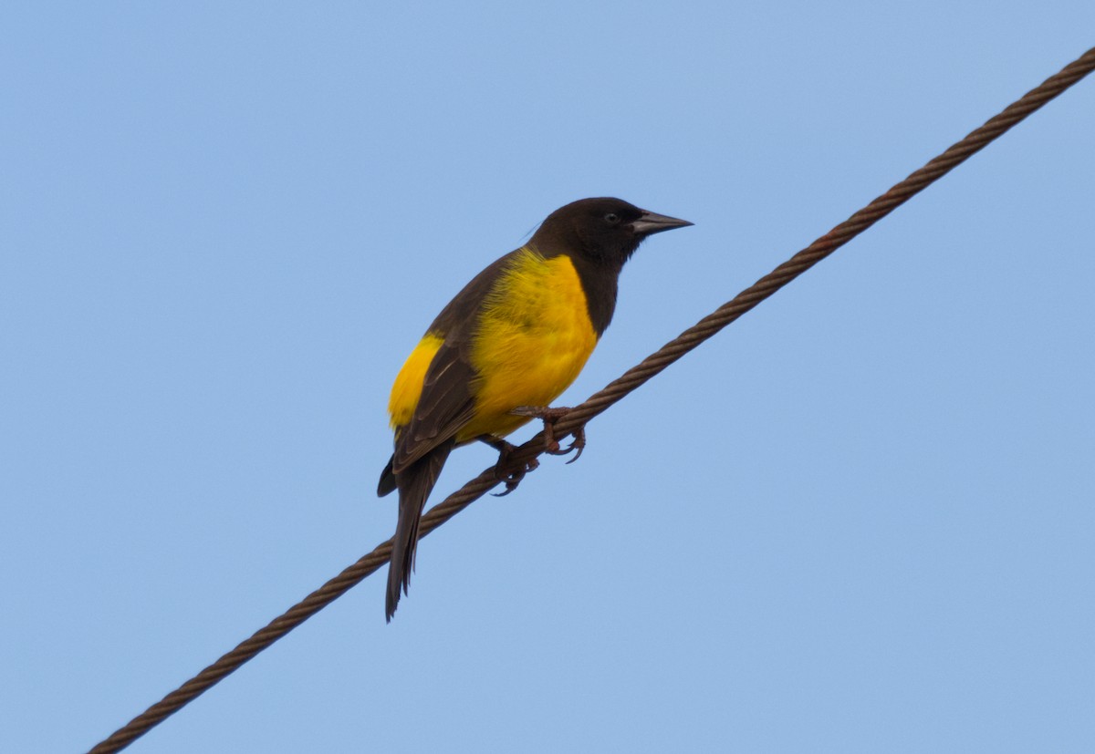 Yellow-rumped Marshbird - ML225324791
