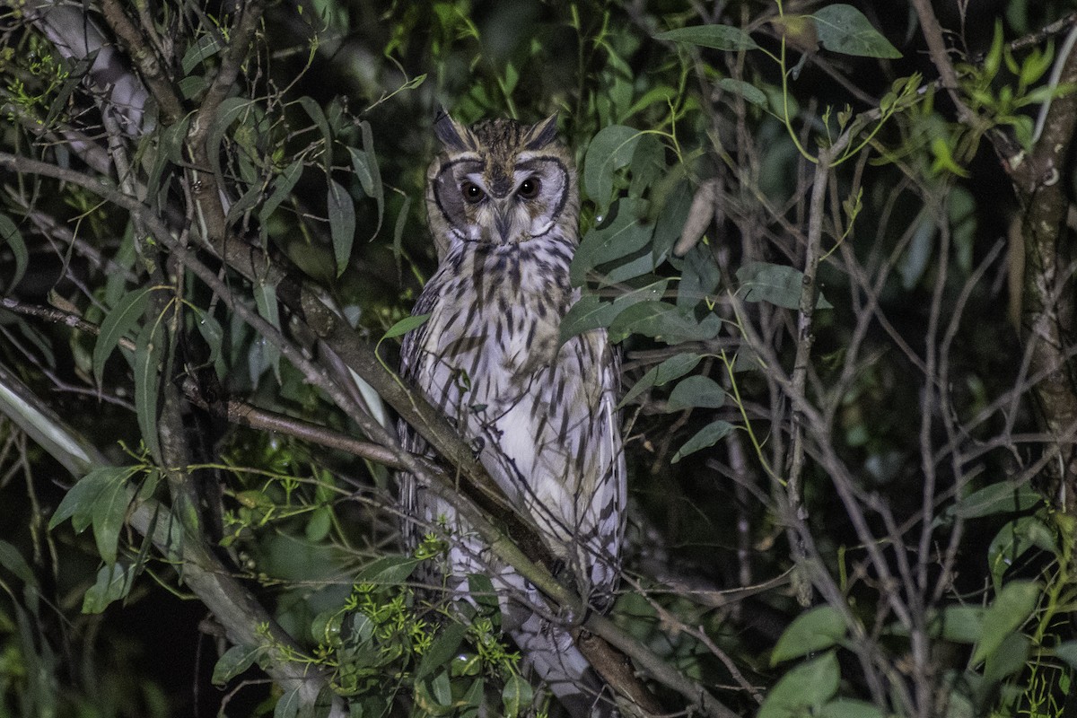 Striped Owl - Victor Castanho