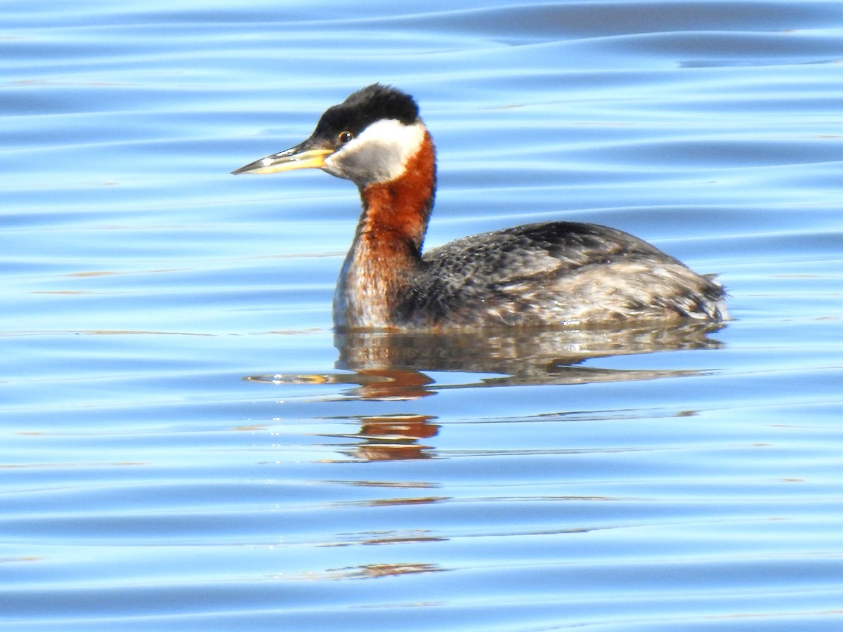 Red-necked Grebe - ML225329511