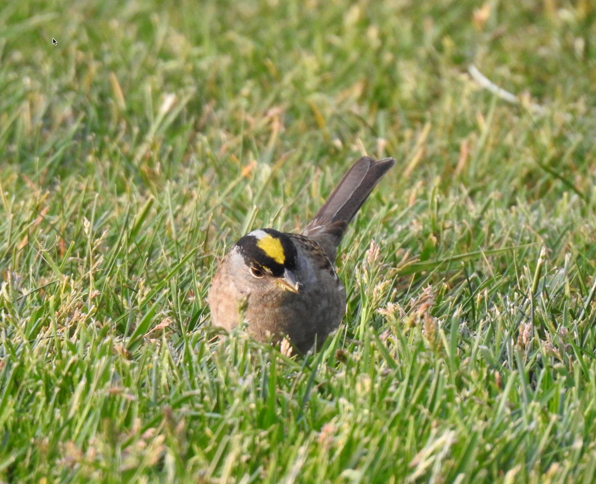 Golden-crowned Sparrow - Anonymous