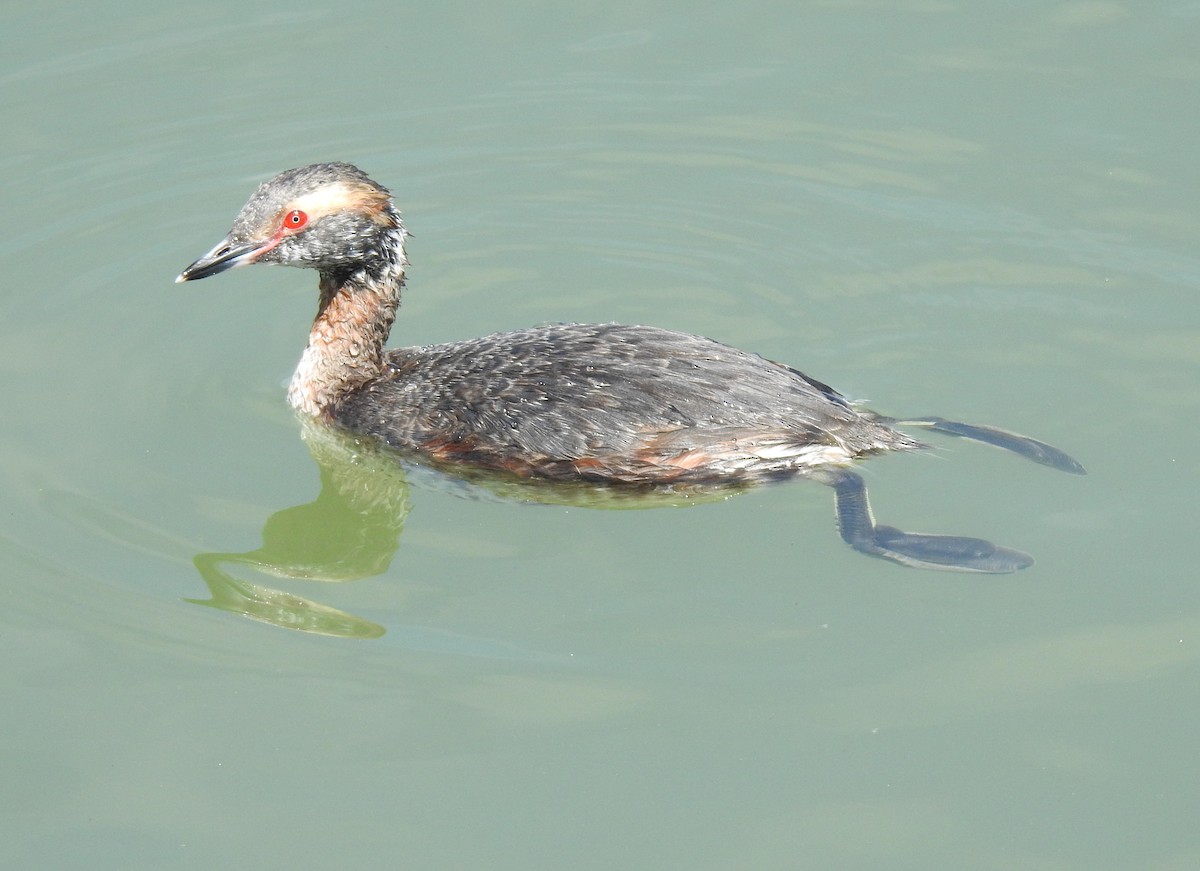 Horned Grebe - Anonymous