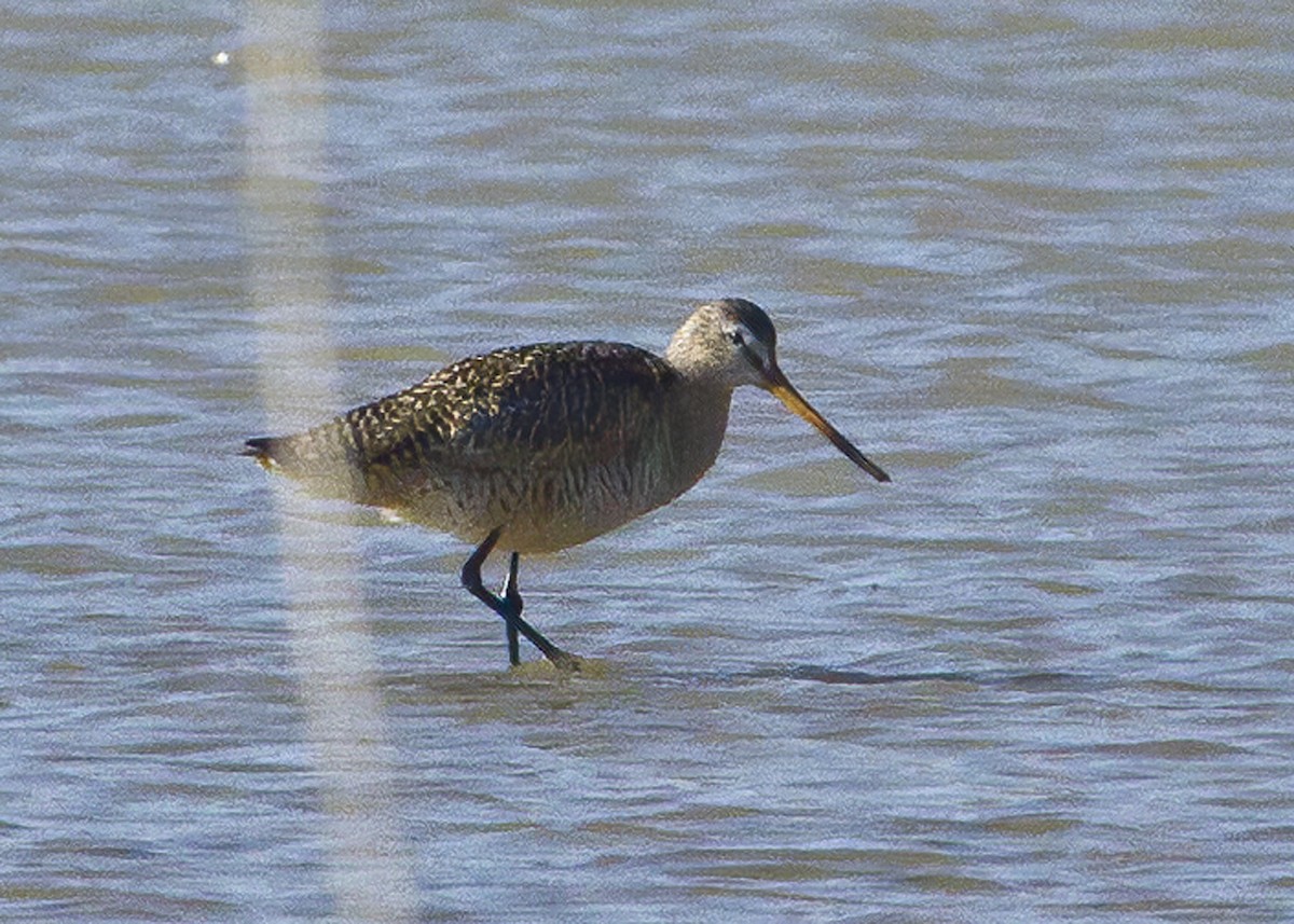 Marbled Godwit - Mary Clausen