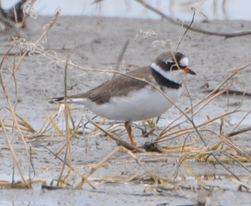 Semipalmated Plover - ML225338721