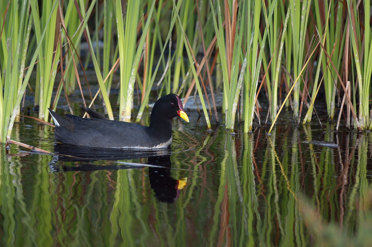 Red-fronted Coot - Etienne Artigau🦩