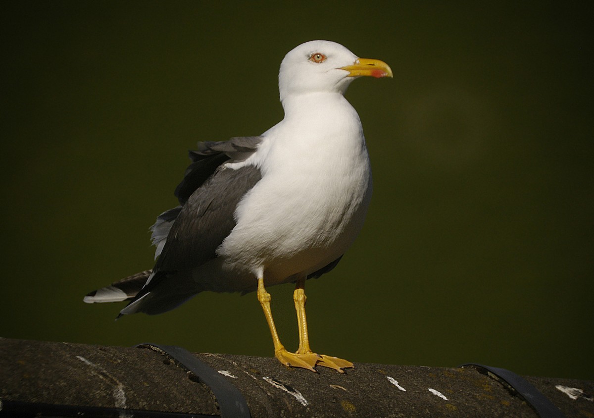 Lesser Black-backed Gull - ML22534191