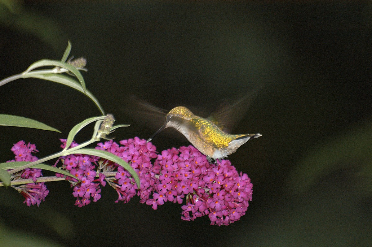 Ruby-throated Hummingbird - ML22534471