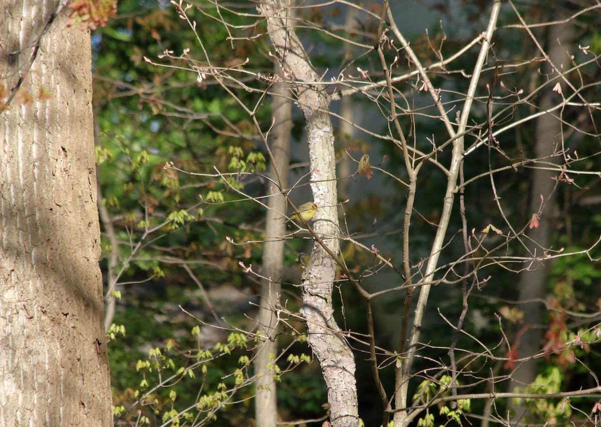 lesňáček bažinný (ssp. hypochrysea) - ML225346921