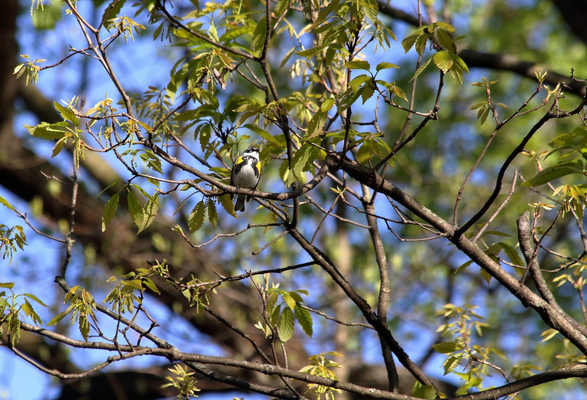 lesňáček žlutoskvrnný (ssp. coronata) - ML225346991