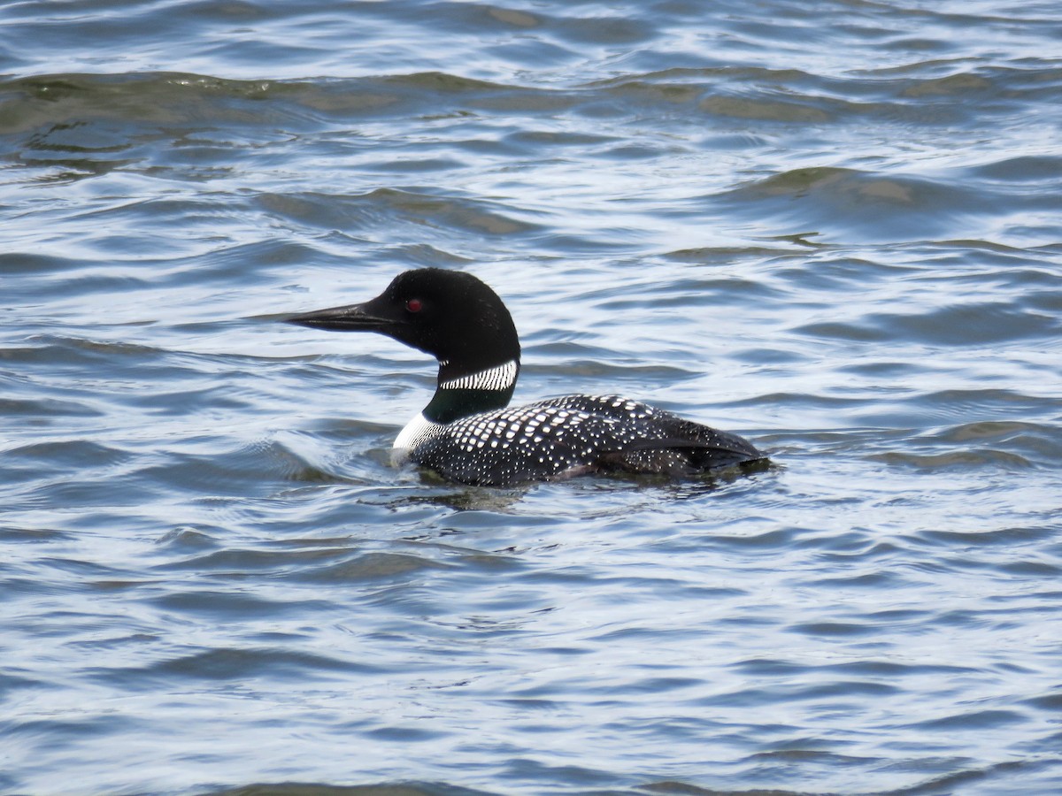 Common Loon - Pete Fenner