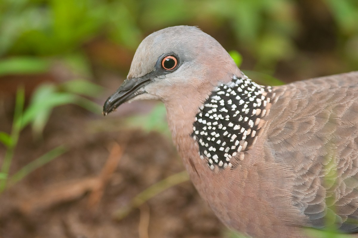 Spotted Dove - ML22535431