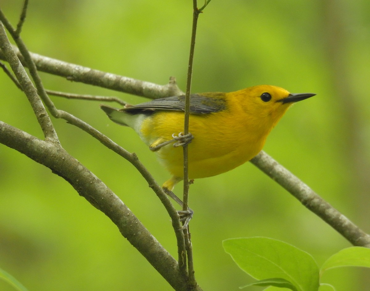 Prothonotary Warbler - Brian  S