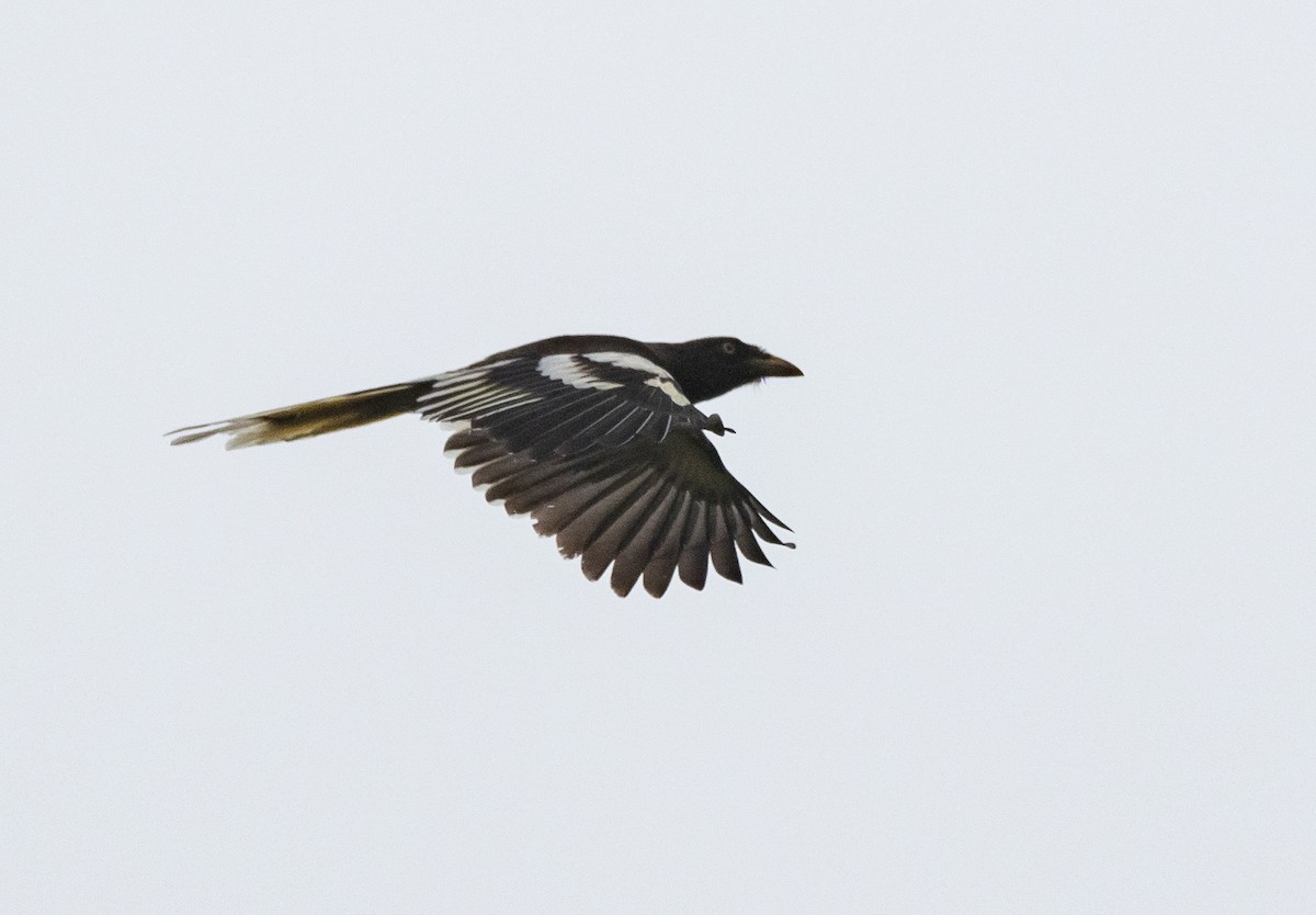 White-winged Magpie - ML225368151