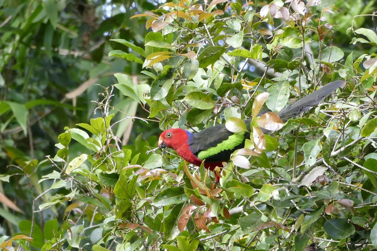 Papuan King-Parrot - ML22536841