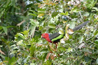  - Papuan King-Parrot