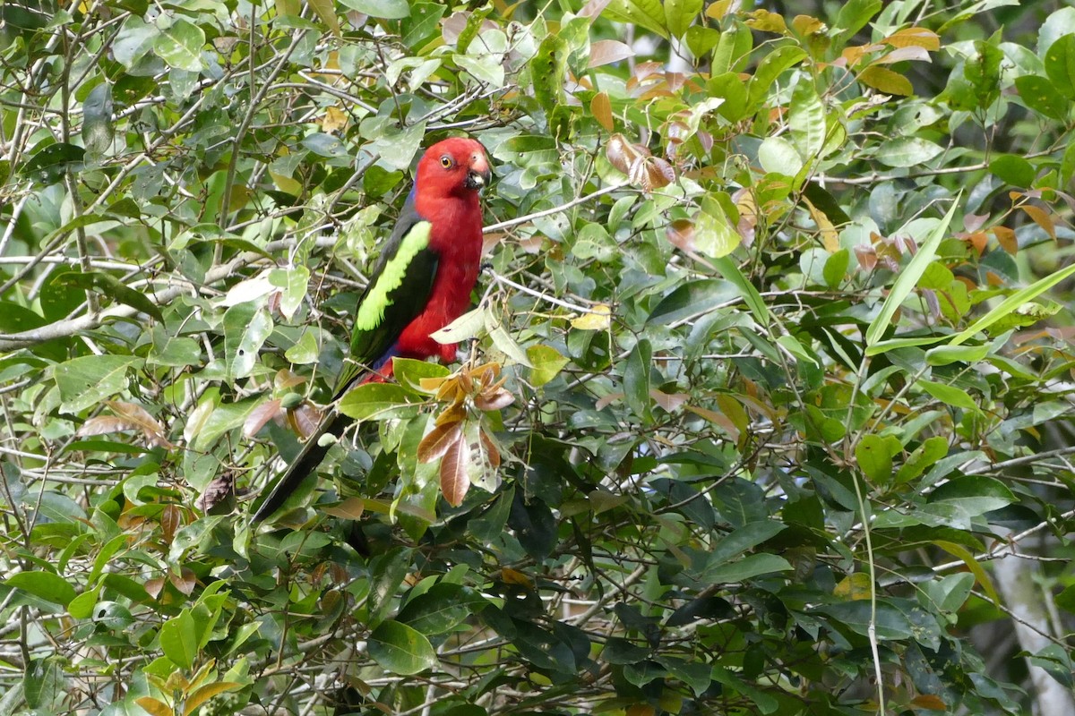 Papuan King-Parrot - ML22536871