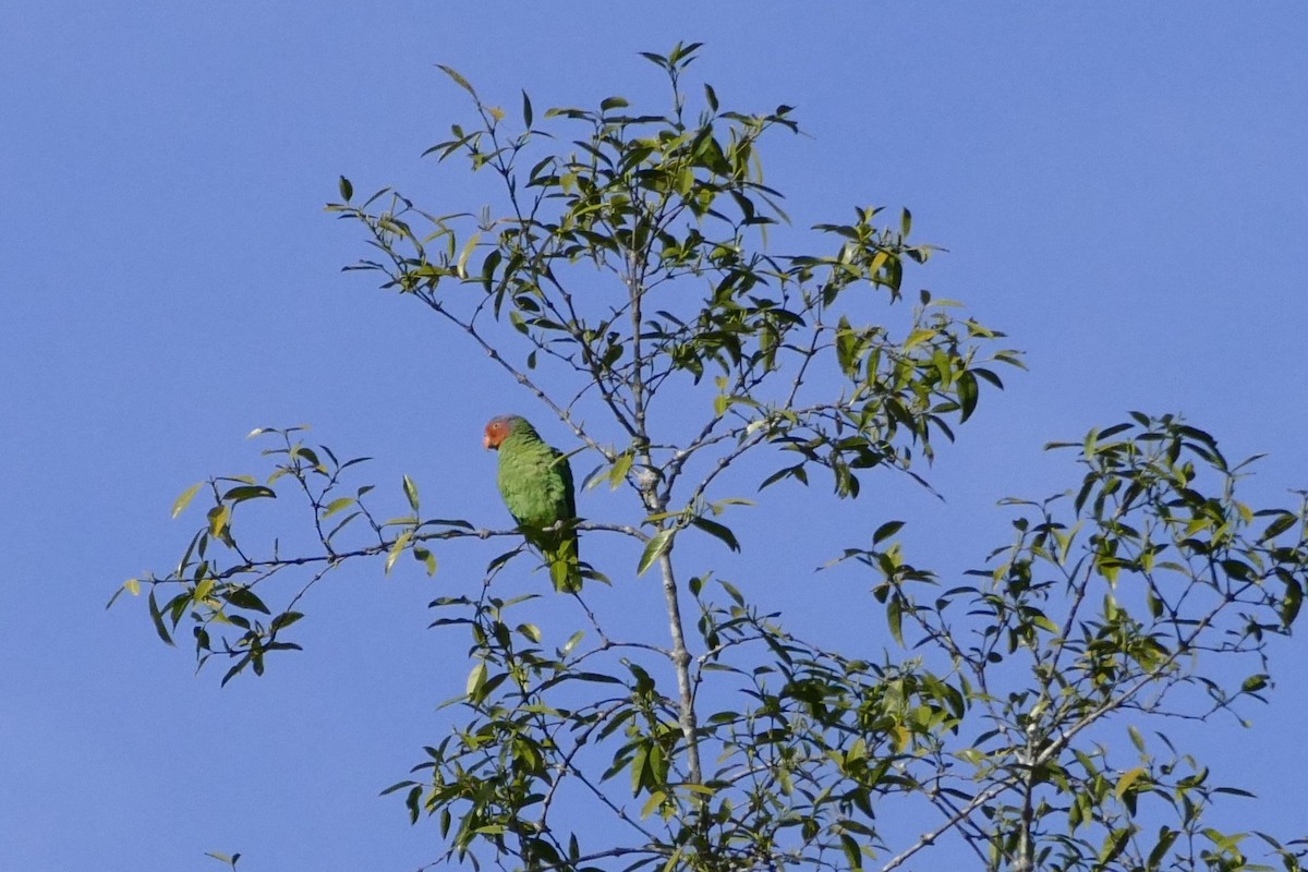 Red-cheeked Parrot - ML22536911