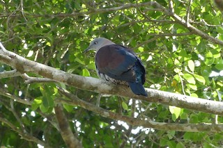  - Zoe's Imperial-Pigeon