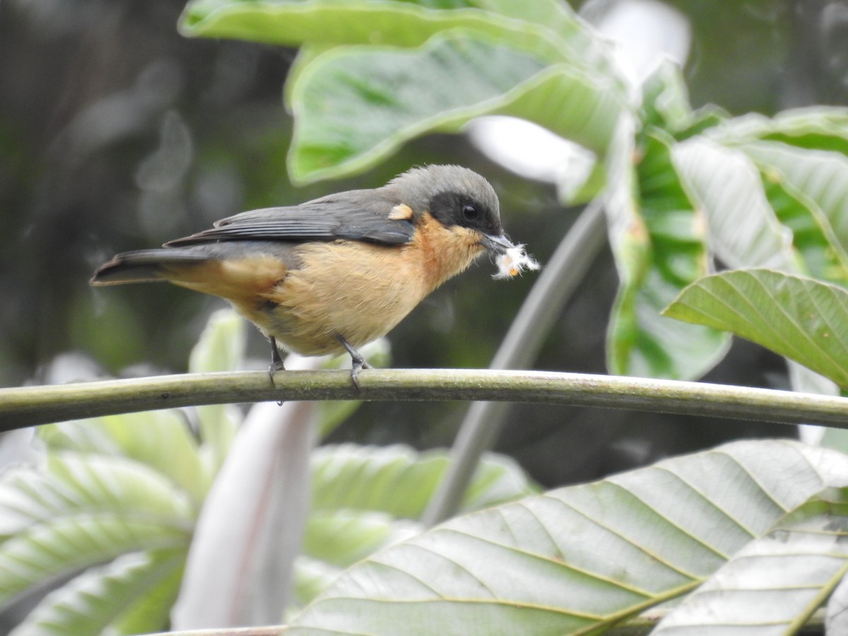 Fawn-breasted Tanager - ML225372381